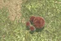 Env penny bun mushroom.jpg