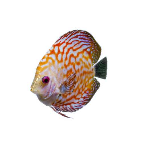 Discus Fish Official Green Hell Wiki