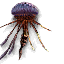 MiniIrukandjiIcon.png