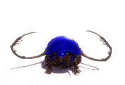 Rollerbeetle Racer Dance.gif