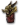 Superb Charr Carving.png
