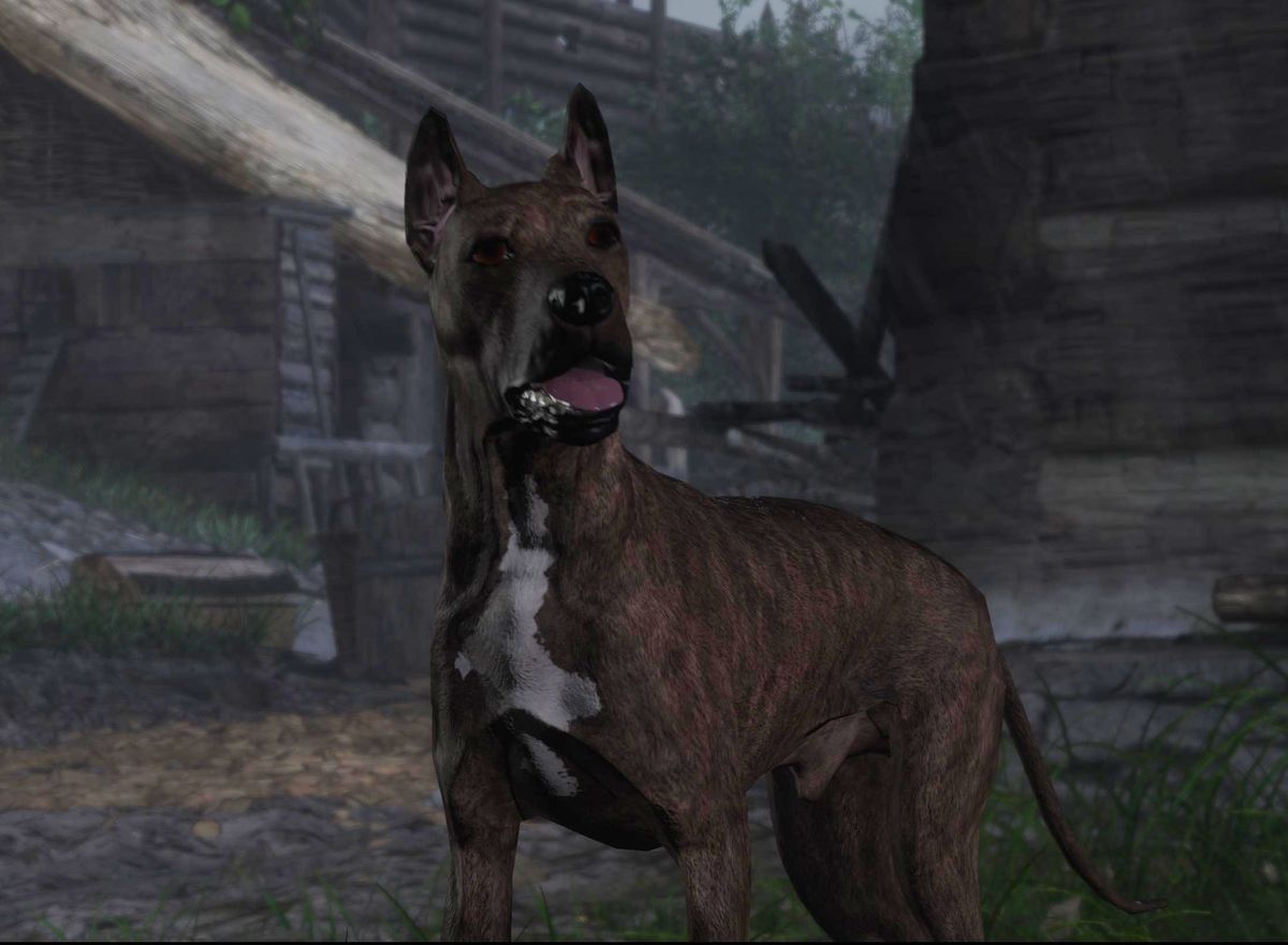 Dog Kingdom Come Deliverance Wiki