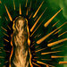 SummonThornTotemIcon.png