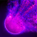 EphemeralStanceIcon.png