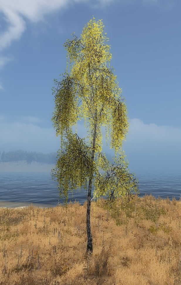 Birch tree official life is feudal wiki