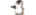 Bigouinoilogo std.png