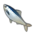 Sardine.png