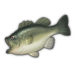 Largemouth Bass.png
