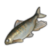 Pale Chub.png