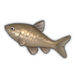 Topmouth Gudgeon.png
