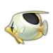 Saddle Butterflyfish.png