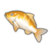 Golden Koi.png