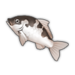 Dalmatian Koi.png