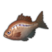 Red Bitterling.png