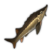 Sturgeon.png