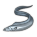Cutlassfish.png