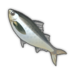 Horse Mackerel.png