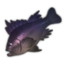 Purple Rockfish.png