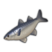 Flathead Grey Mullet.png