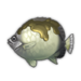 Smoky Butterflyfish.png