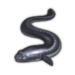 Eel.png