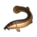 Muddy Loach.png