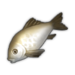White Crucian Carp.png