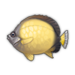 Sunny Butterflyfish.png