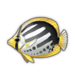 Blackback Butterflyfish.png