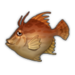 Red Thread-Sail Filefish.png