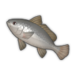 Black Drum.png
