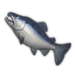 Salmon.png