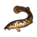 Cobitis.png