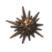 Sea Urchin.png