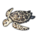 Sea Turtle.png