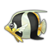 Zebra Bream.png
