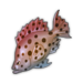Red-Hot Grouper.png