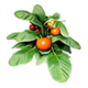 T ICO Resource plant.png