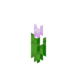 Розовый тюльпан.png