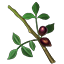 Crafting Resource Myrrhbranch.png