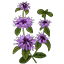 Crafting Resource Pennyroyal.png