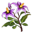 Crafting Resource Nightshade.png