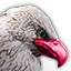 Icons Inventory Mount Griffon Siege.png