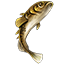 Icons Inventory Fishing Ninespinestickleback.png