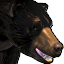 Icons Inventory Mount Bear 03.png
