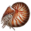 Icons Inventory Fishing Nautilus.png
