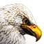 Icons Inventory Mount Griffon.png