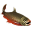 Icons Inventory Fishing Arcticchar.png