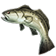 Icons Inventory Fishing Speckledtrout.png
