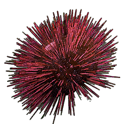 Urchin - Osiris: New Dawn Official Wiki